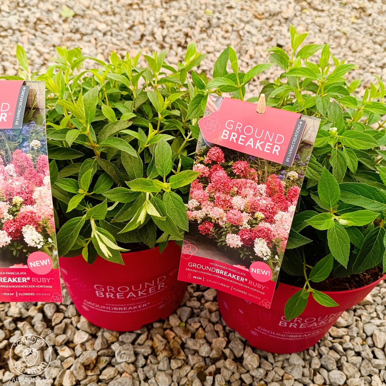 Obrázok Hortenzia metlinatá (Hydrangea paniculata) ´GROUNDBREAKER® RUBY´ by LIVING CREATIONS®´ - výška 10-20 cm, kont. C3L